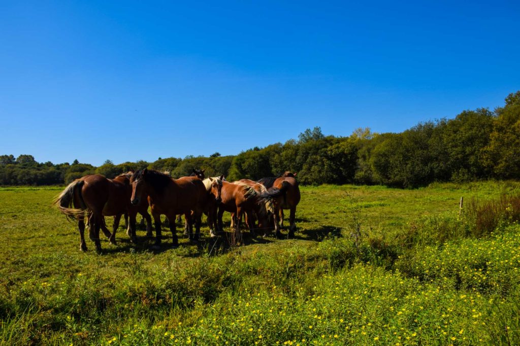 Chevaux à Saint-Vincent-de-Paul dans les Landes