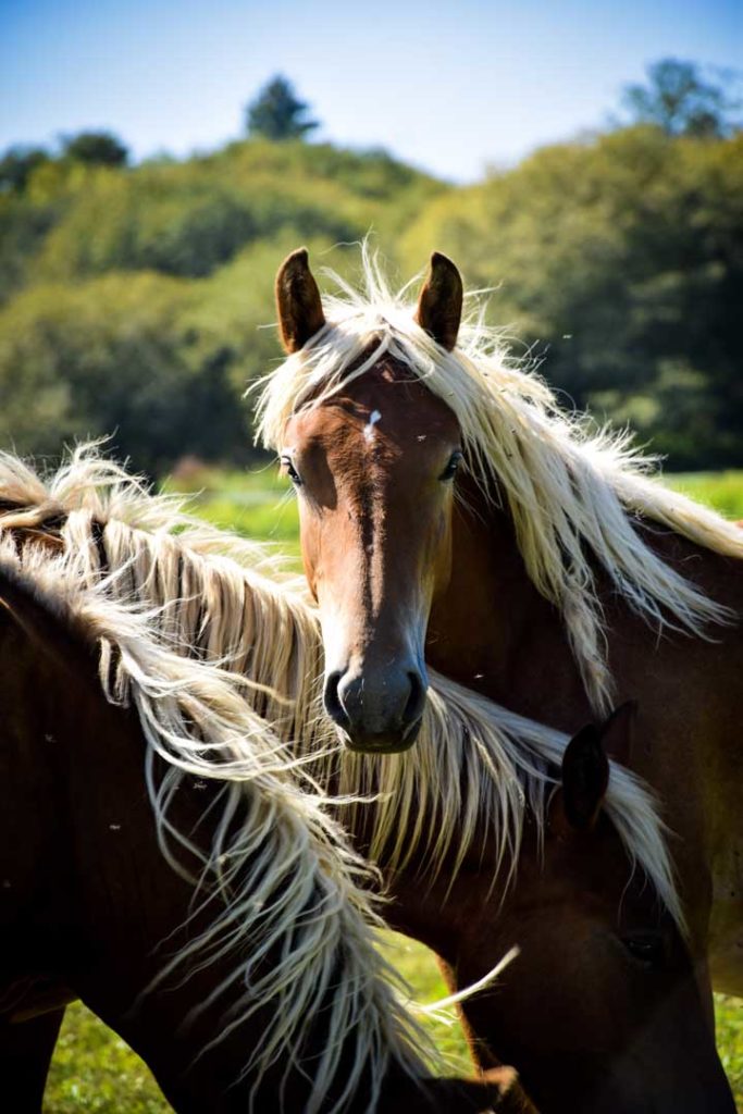 Chevaux à Saint-Vincent-de-Paul dans les Landes