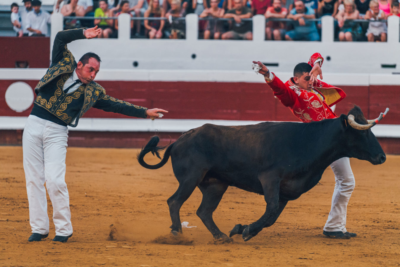 Course landaise à Dax dans les Landes