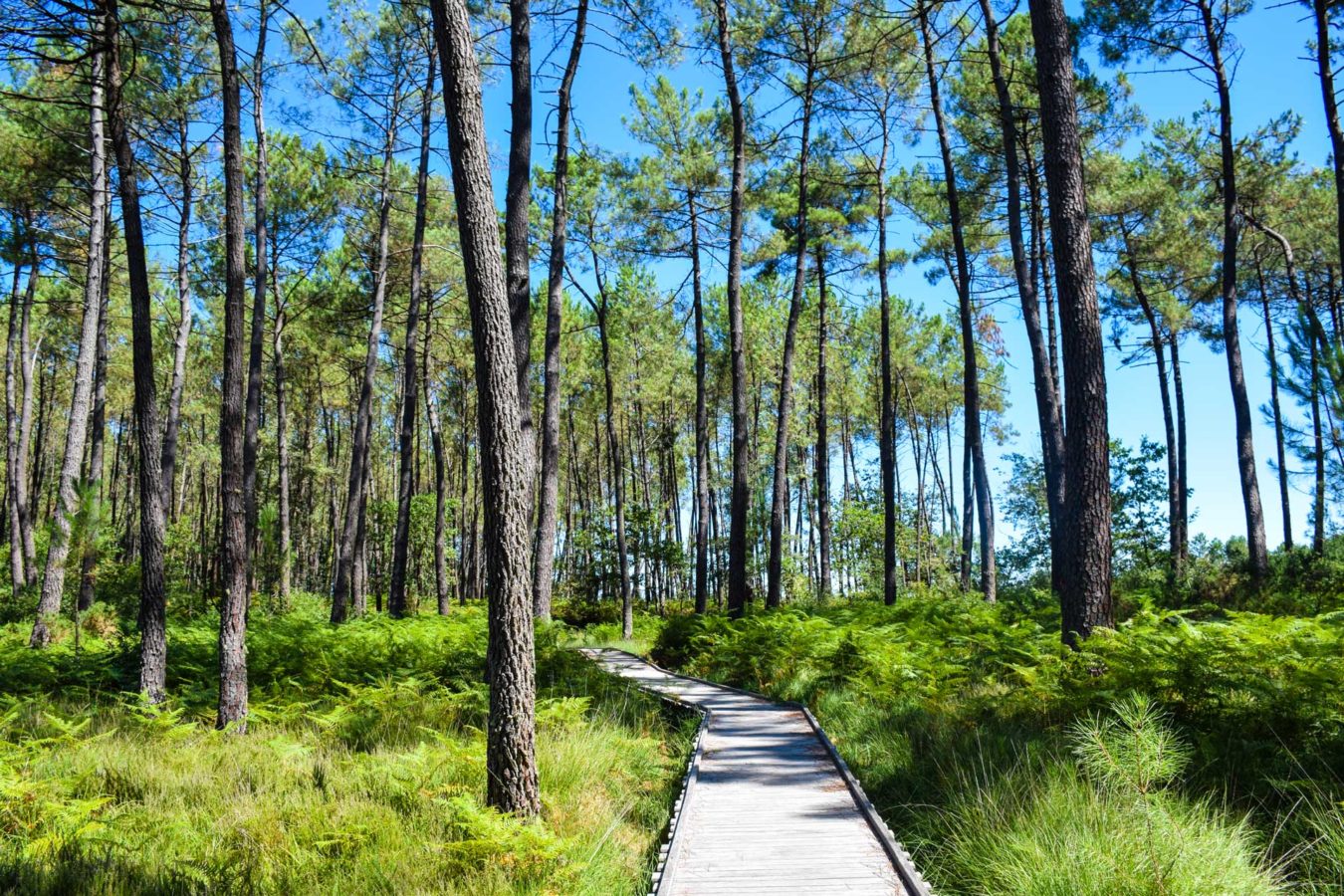 tourbières de mées dans les Landes