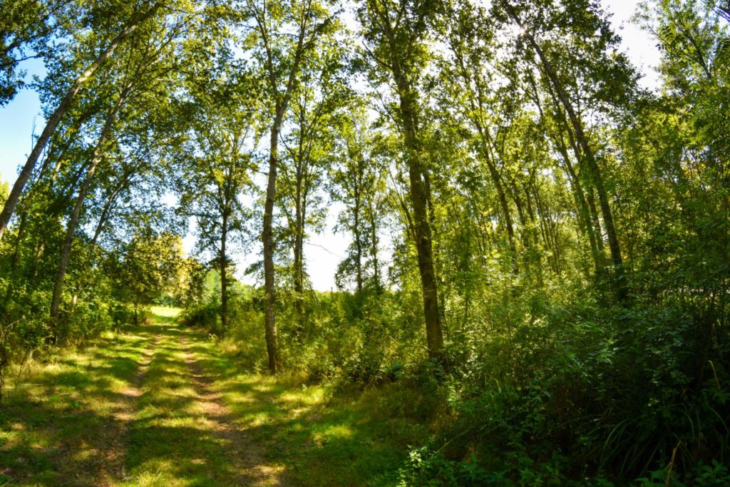 Forêt à Seyresse dans les Landes