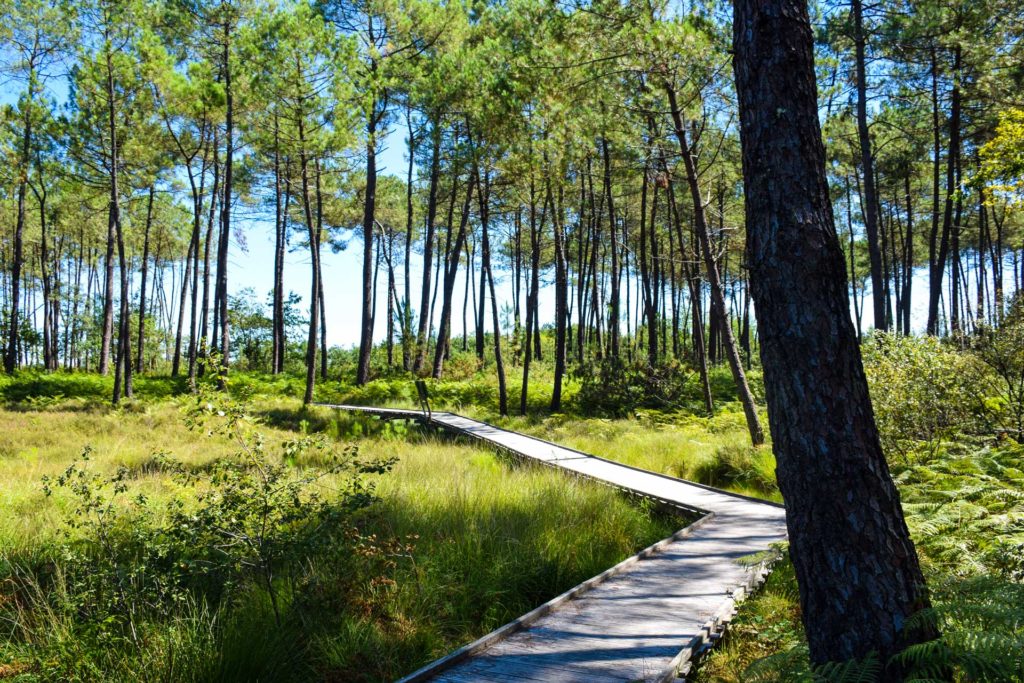 Tourbières à Mées dans les Landes