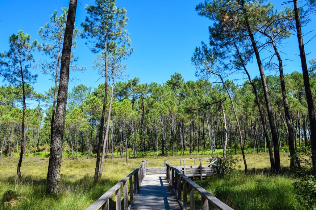 Tourbières à Mées dans les Landes