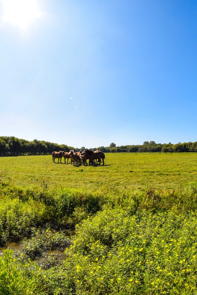 barthes de l'adour à Saint-Vincent-de-Paul dans les Landes