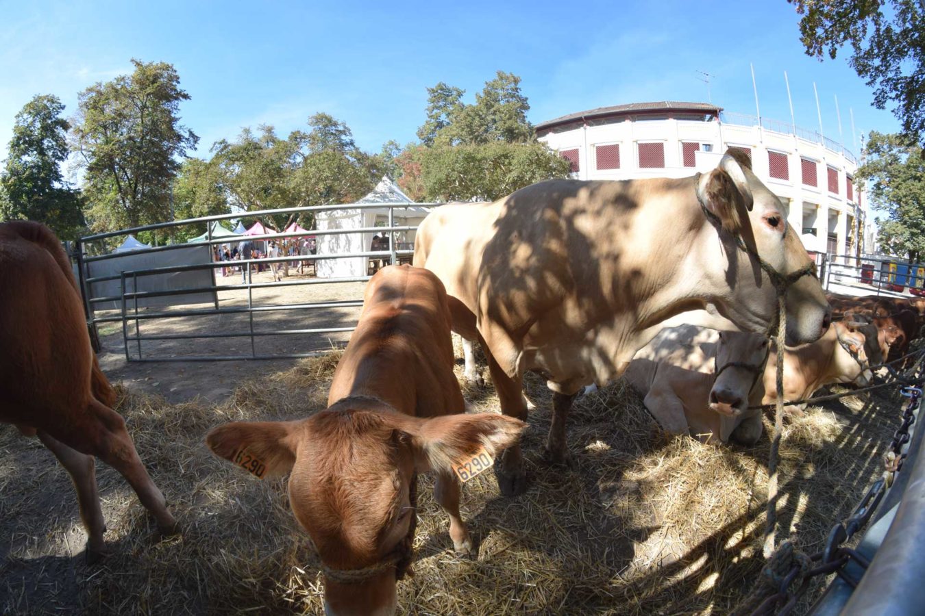 fête du bœuf de chalosse à Dax dans les Landes