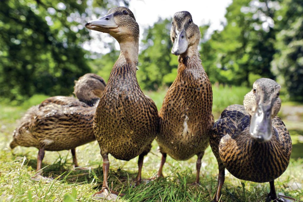 canard ferme