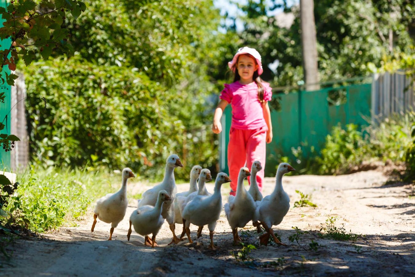 enfant canard ferme