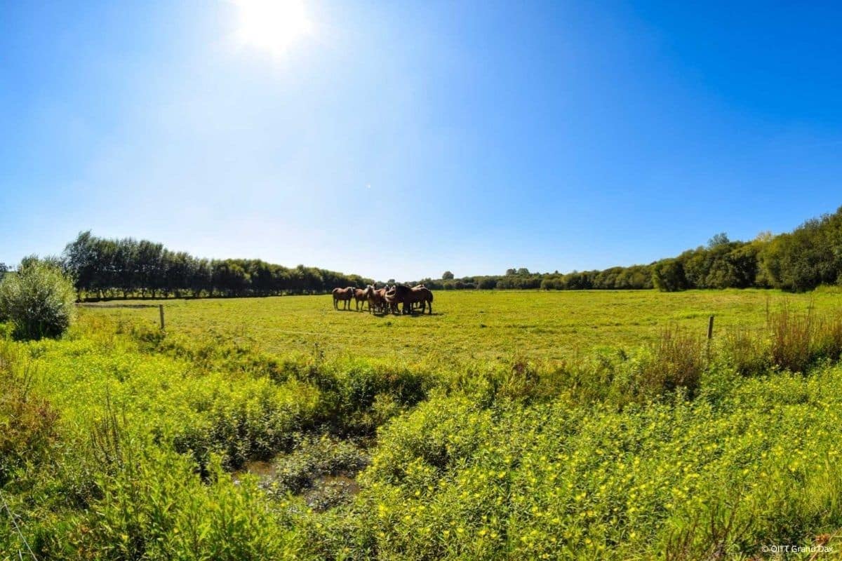 Barthes - Rivière-Saas-et-Gourby